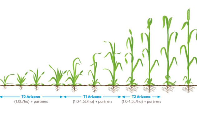 Arizona wheat crop information